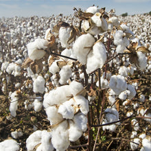 Load image into Gallery viewer, Cotton Program