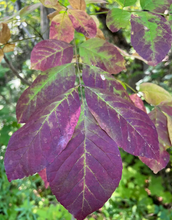 Load image into Gallery viewer, Cotton Program