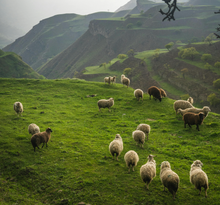 Load image into Gallery viewer, Wool Program