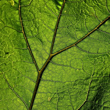 Load image into Gallery viewer, Cotton Program